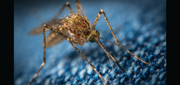 Health unit confirms human case of West Nile