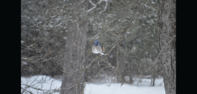 Gravenhurst-Bracebridge bird count on Dec. 17