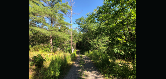 Brydons Bay trail upgrades now compete in Gravenhurst