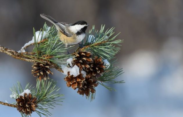 Christmas Bird Count takes place December 14
