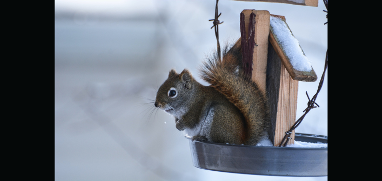 squirrel.png