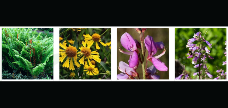 plants.png