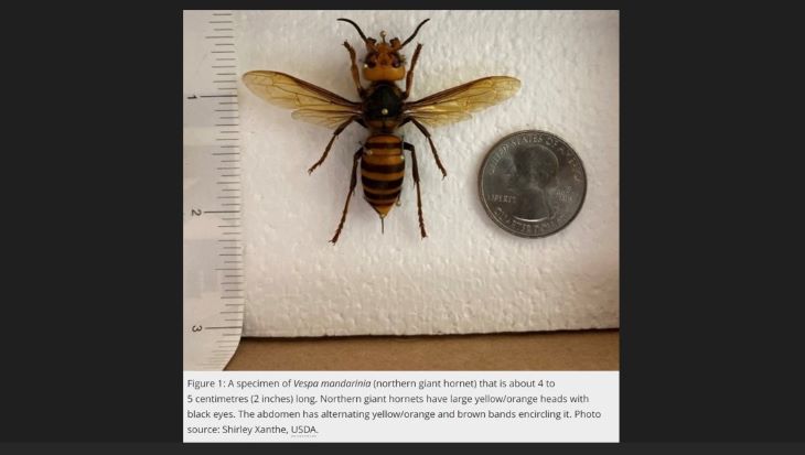 Northern-Hornet-ED.jpg