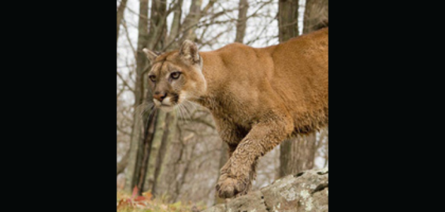 K.P. Manson students warned of potential cougar sighting 