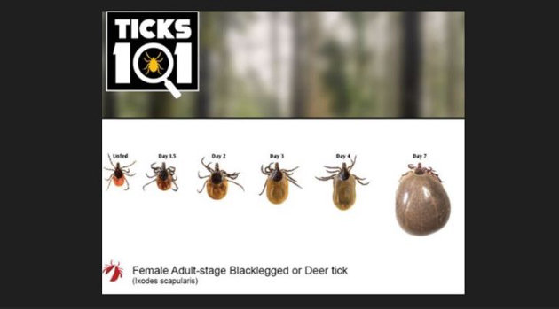 Health unit offers guidance for reducing tick risks