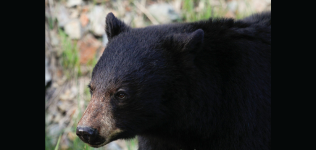 Gravenhurst man guilty of having black bear gallbladders