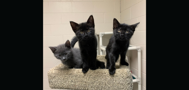 Spay/neuter and wellness clinic for cats coming to Bracebridge