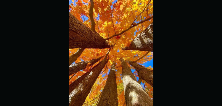 fall.png