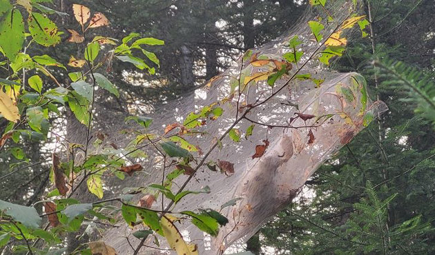 Fall webworms may be unsightly but harmless