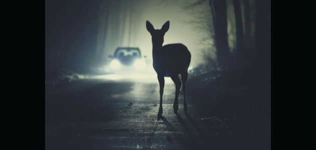OPP report 2,193 wildlife-related collisions in 2023