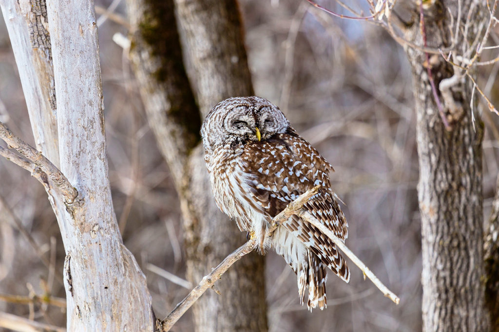 owl-1024×683.jpg