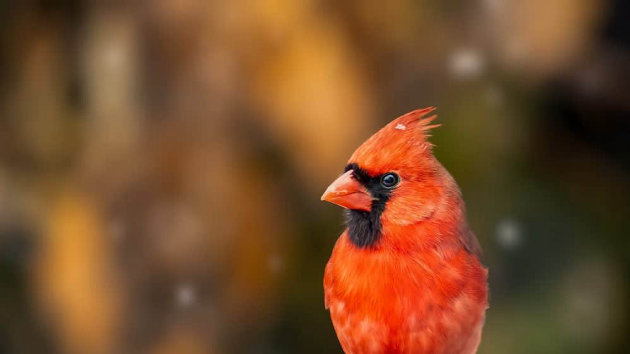 Birding in Muskoka: Nature Takes Flight begins April 12