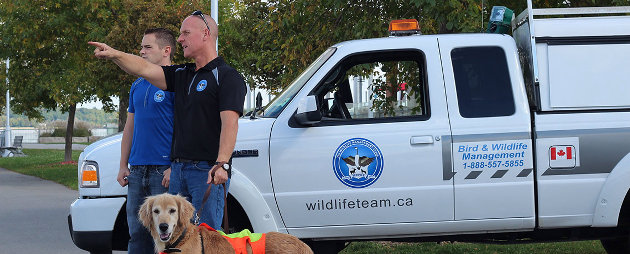 Laser lights and sound effects: Gravenhurst eyes goose control measures 