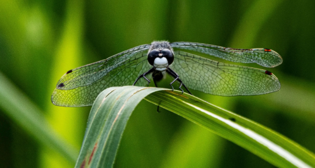 2025 Michael Foster Photography Award winner announced