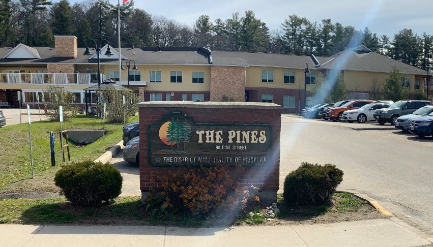 Pines.jpg