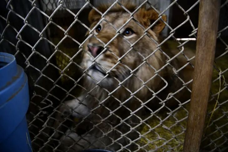 lion-ED.jpg