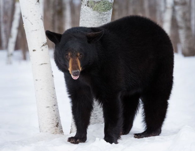Ways to prevent attracting bears as they come out of hibernation