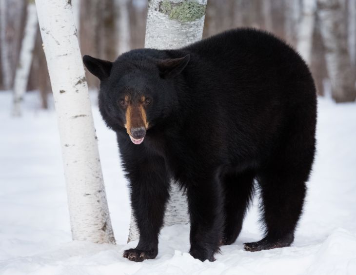 black-bear-1.jpg